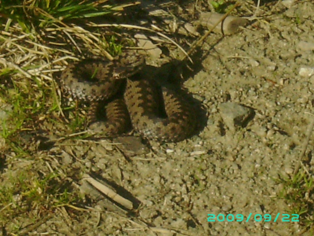 VIPERA ASTEPTAND