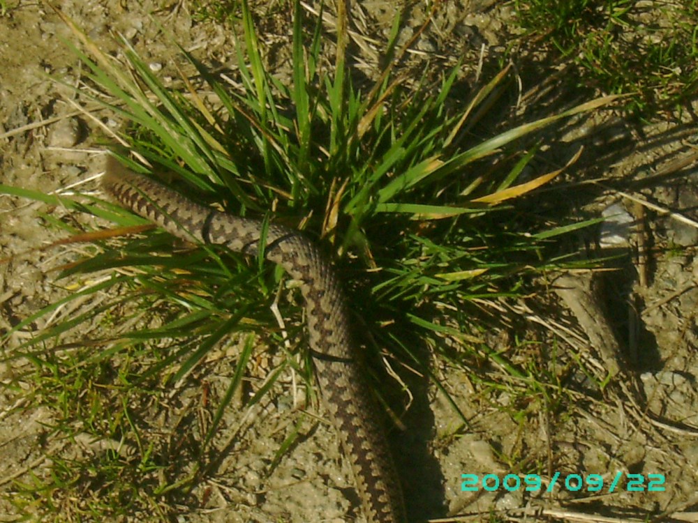 VIPERA SE ASCUNDE DUPA O BRAZDA DE IARBA