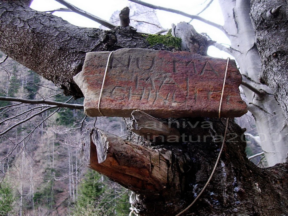 Definitia cetateanului