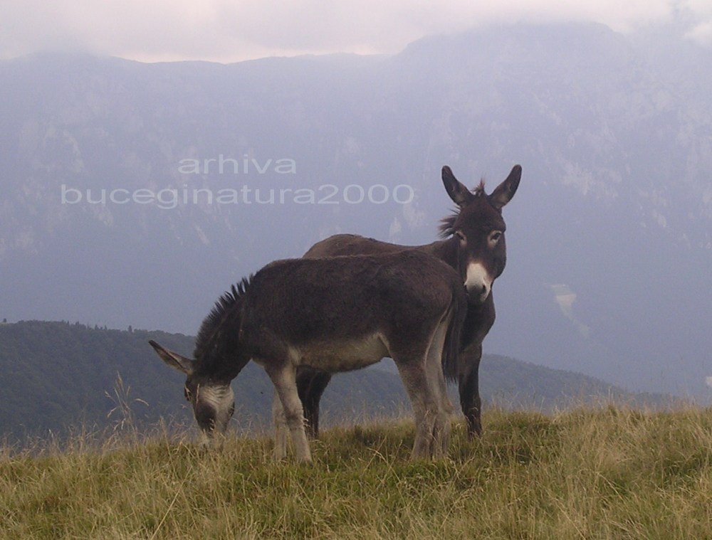 Interesul poarta fesul