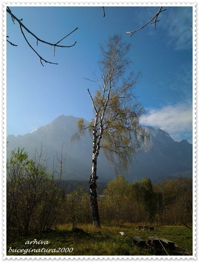 Mesteacanul singuratic