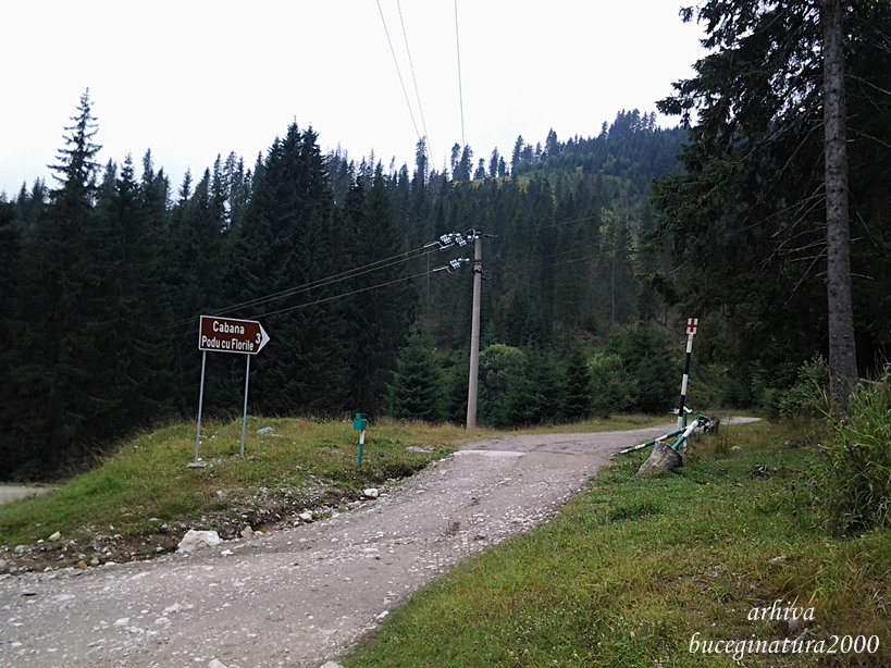 drum podu cu florile