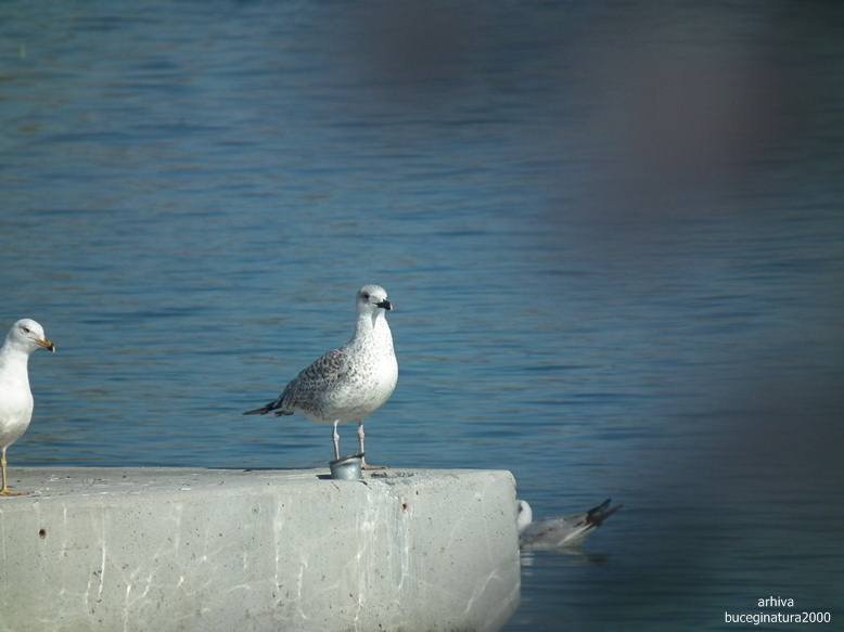 lacul tabacariei 12b